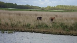 Mooie dieren in prachtige natuur varen Noord-Nederland en Waddeneilanden