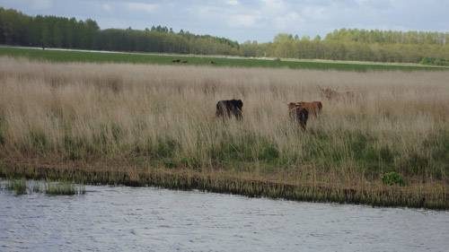Mooie dieren in prachtige natuur varen Noord-Nederland en Waddeneilanden